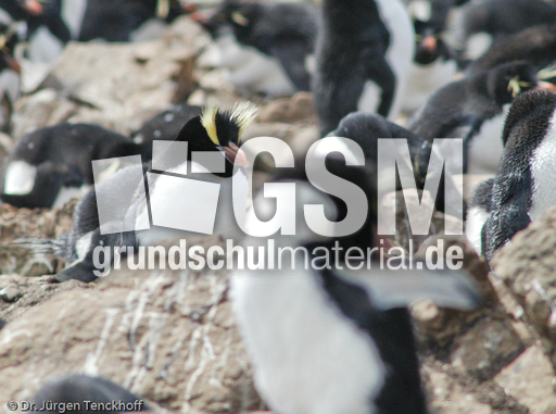 Kronenpinguin (09 von 10).jpg